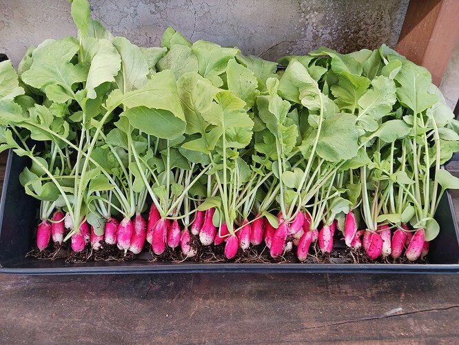 Radishes