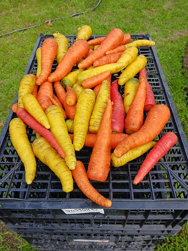 Carrots 1 23