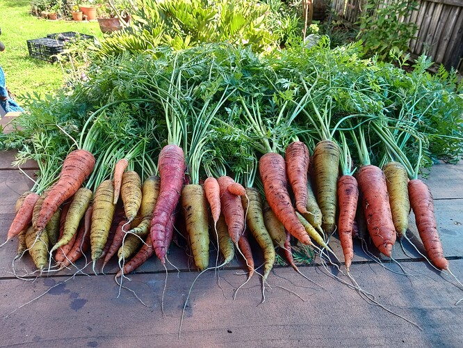 Carrot Harvest 23