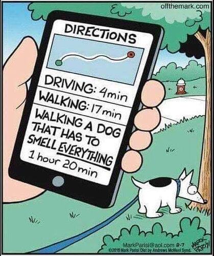 Dog Walking