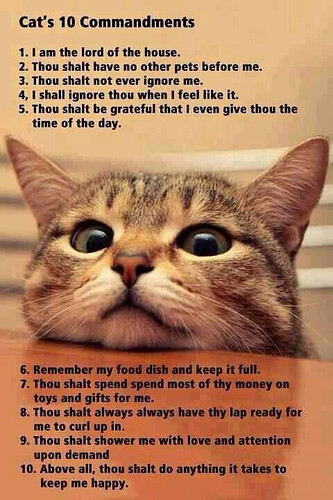 Cat commandments