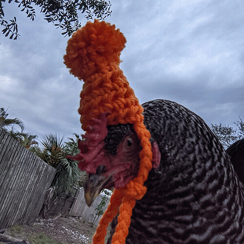 Cool Chicken