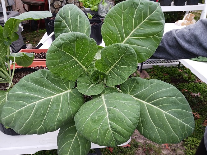 Collards