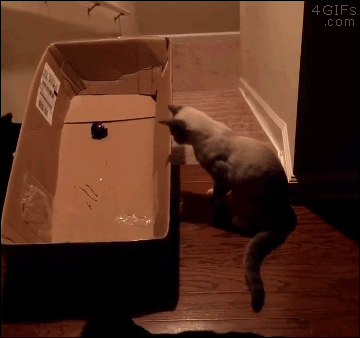 cat-box-stairs-comedy