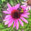 Eveliss_Devaux
